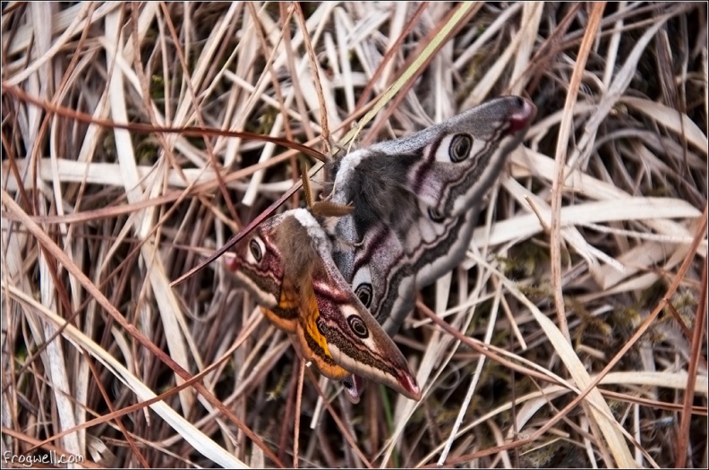 Emperor Moths Glen Dessarry